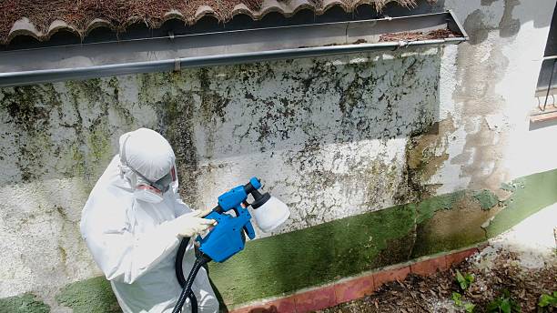 Mold Remediation service in Grandy, Grandy, NC